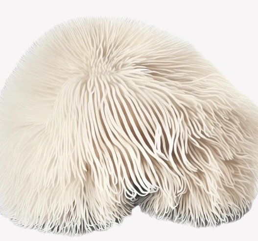 Mushrooms For Life - Lion's Mane Focus - 60 vCaps - Image 3