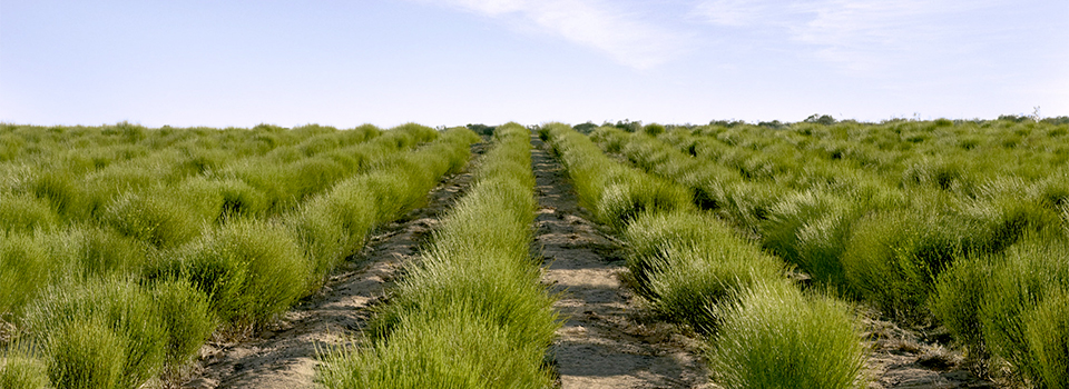 Eleven O'Clock Organic Rooibos Tea